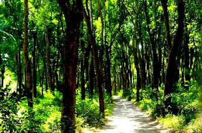 Akses Menuju Lokasi Rowo Cangak