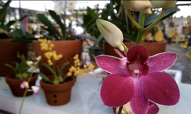 https: img.okezone.com content 2020 08 20 406 2265082 long-weekend-taman-bunga-dira-park-kebanjiran-pengunjung-E5xvahPXxK.jpg