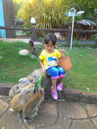 Memberi makan kelinci di mini zoo - Picture of Lakers BSB, Semarang - Tripadvisor