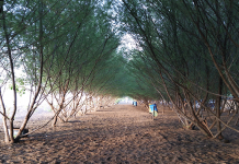 Pantai Cemara yang Lagi Viral di Kecamatan Puger